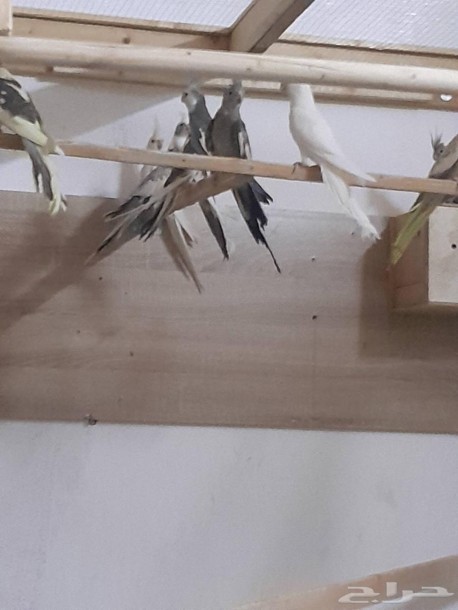 كرونات للبيع أزواج منتجه64250587423745110