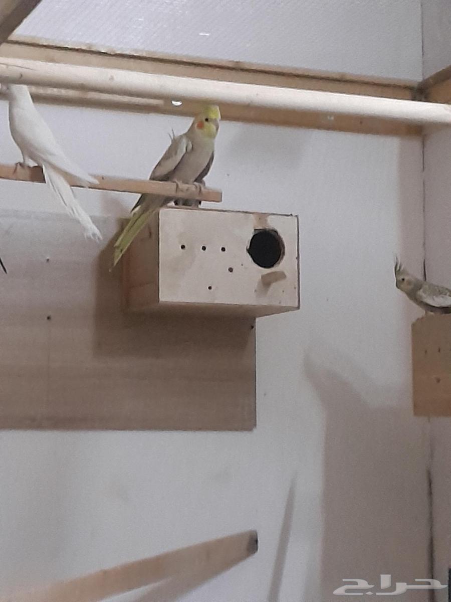 كرونات للبيع أزواج منتجه64250587423745112