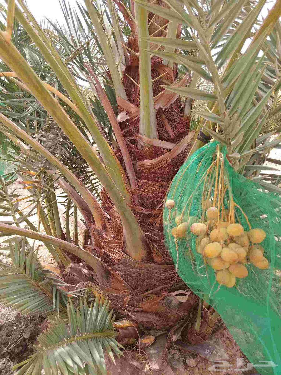 Palm trees for sale, high-quality saplings, premium date palms, fruitful varieties, Sukkari, Ekhlas, Magdool, Hilali64246493253249114