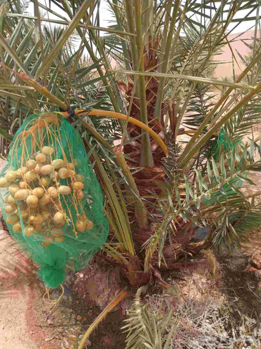 Palm trees for sale, high-quality saplings, premium date palms, fruitful varieties, Sukkari, Ekhlas, Magdool, Hilali64246493253249111