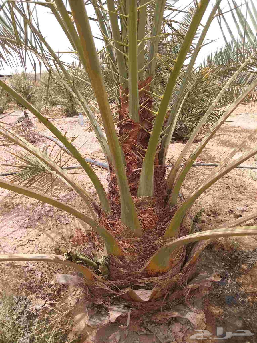 Palm trees for sale, high-quality saplings, premium date palms, fruitful varieties, Sukkari, Ekhlas, Magdool, Hilali64246493253249112