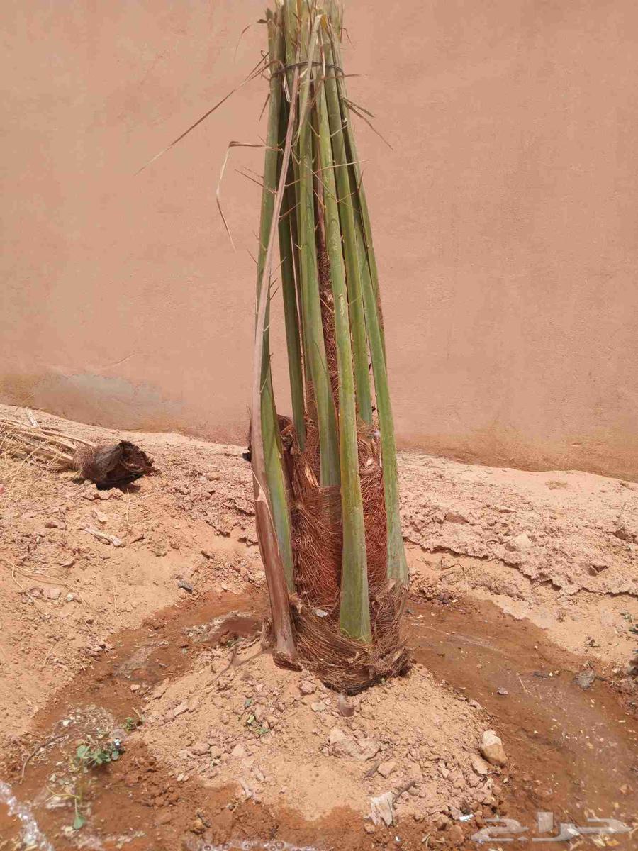 Palm trees for sale, high-quality saplings, premium date palms, fruitful varieties, Sukkari, Ekhlas, Magdool, Hilali64246493253249110