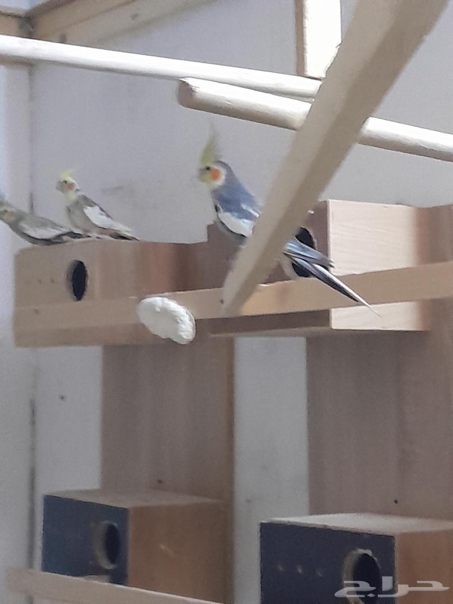 كرونات للبيع أزواج منتجه64250587423745111