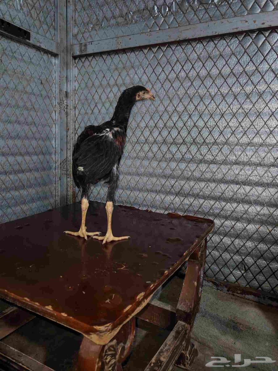 دجاج سندي للبيع تم البيع خارج الموقع64252165346691111