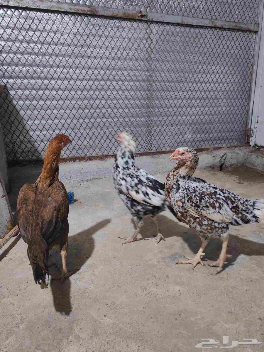 دجاج سندي للبيع تم البيع خارج الموقع64252165346691114