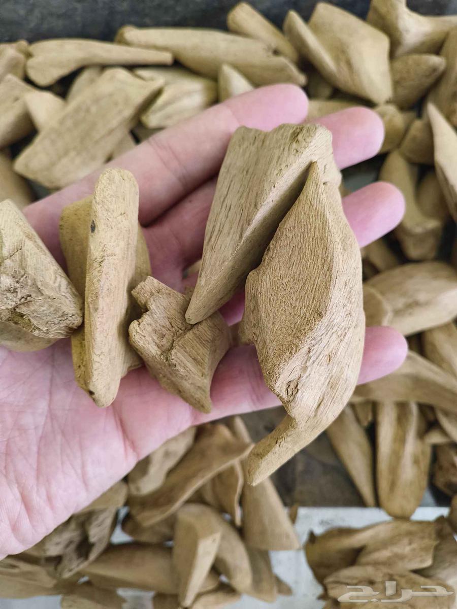 عود مروكي طبيعي64248490363649110