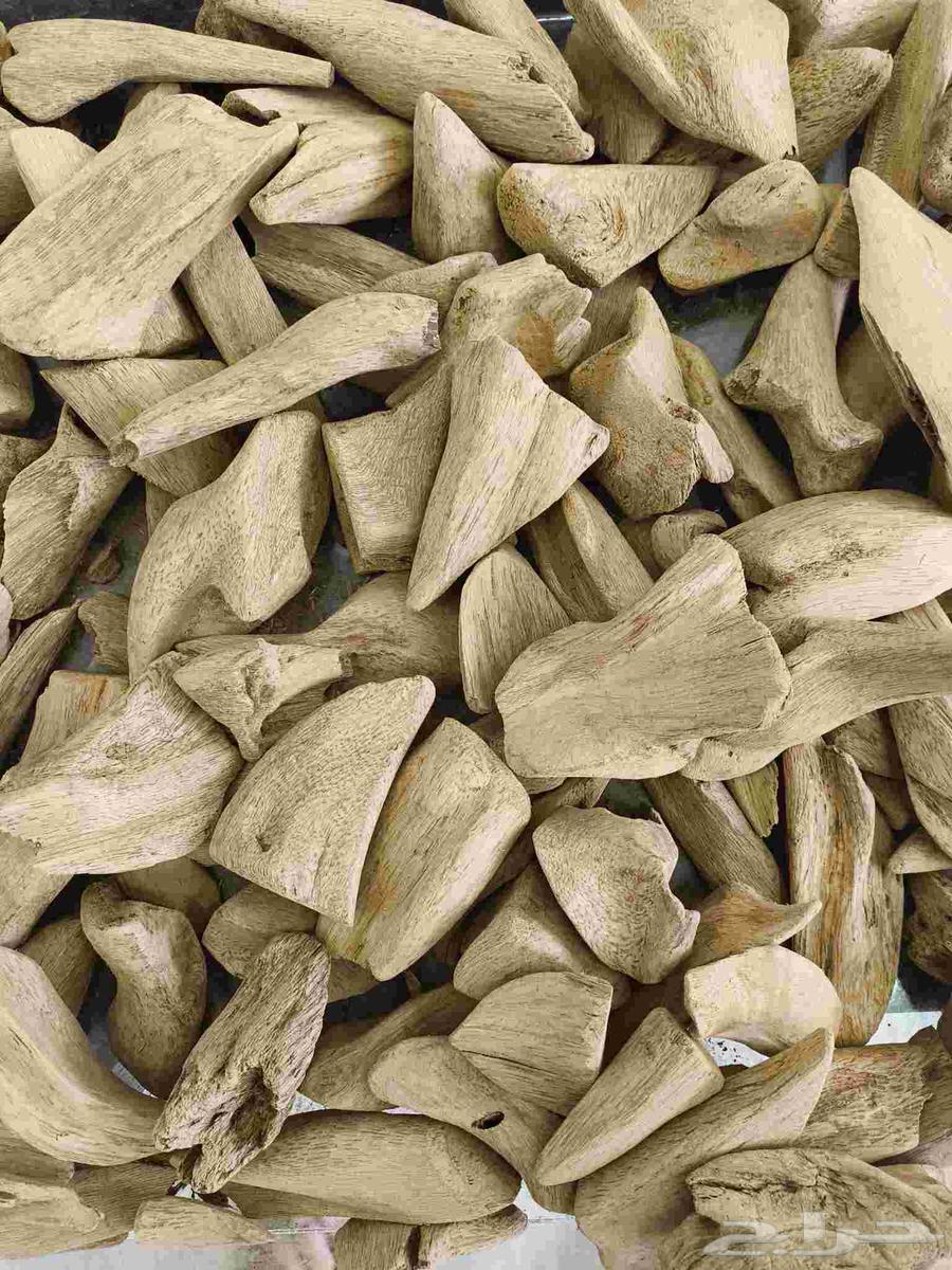 عود مروكي طبيعي64248490363649112