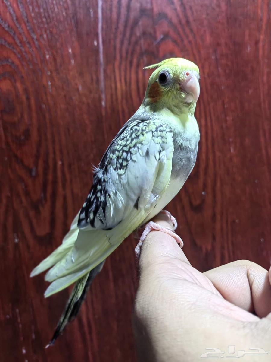 Crowned lovebird threatened butterfly with end of weaning64255392898305110