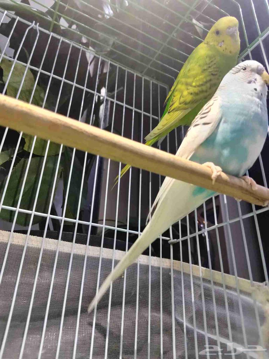 زوج طيور حب64250415541762110