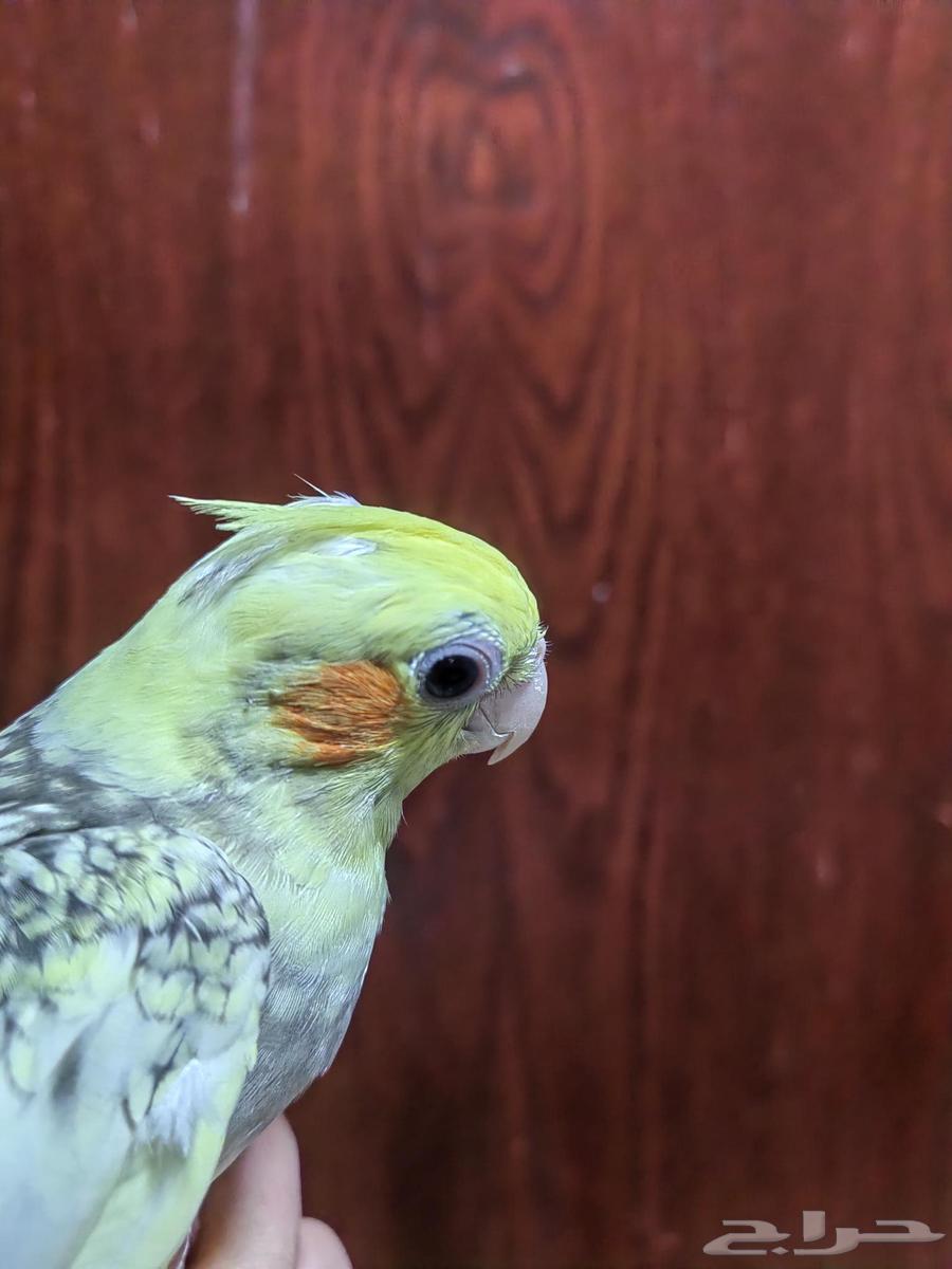 Crowned lovebird threatened butterfly with end of weaning64255392898305114