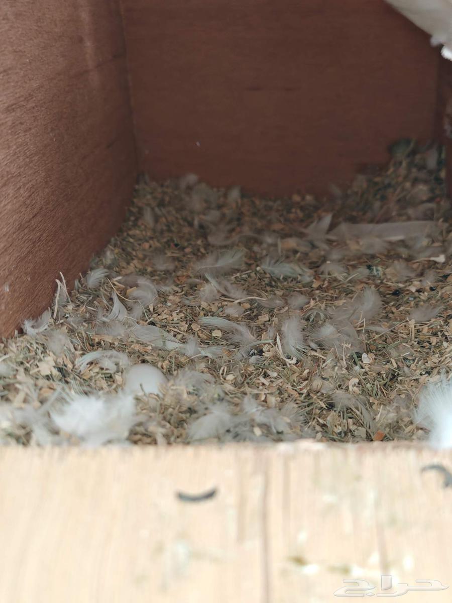 زوج روز للبيع.64248697210625110