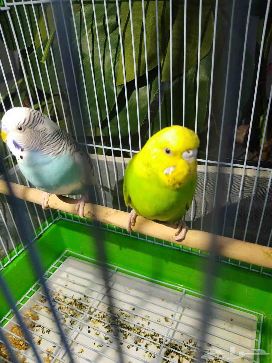 زوج طيور حب64250415541762112