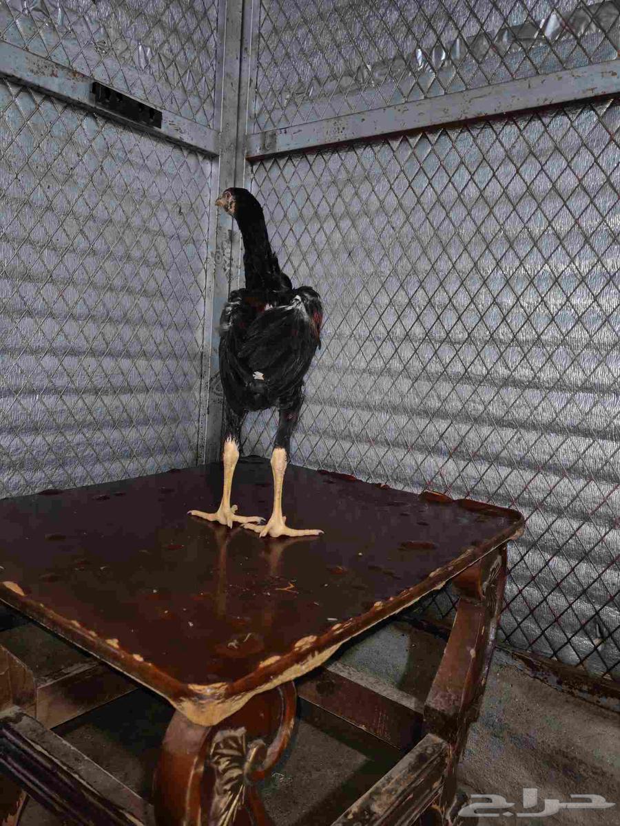 دجاج سندي للبيع تم البيع خارج الموقع64252165346691112