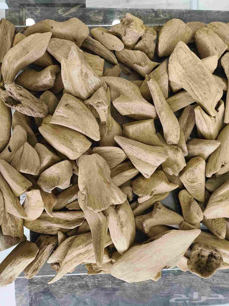 عود مروكي طبيعي64248490363649111