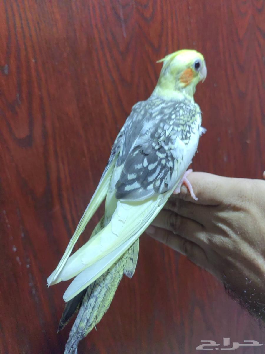 Crowned lovebird threatened butterfly with end of weaning64255392898305113