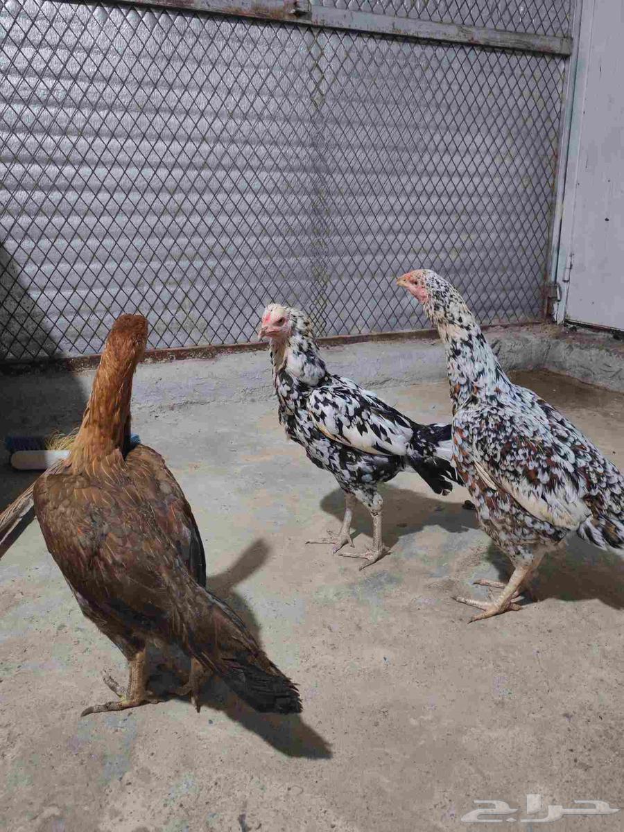 دجاج سندي للبيع تم البيع خارج الموقع64252165346691113