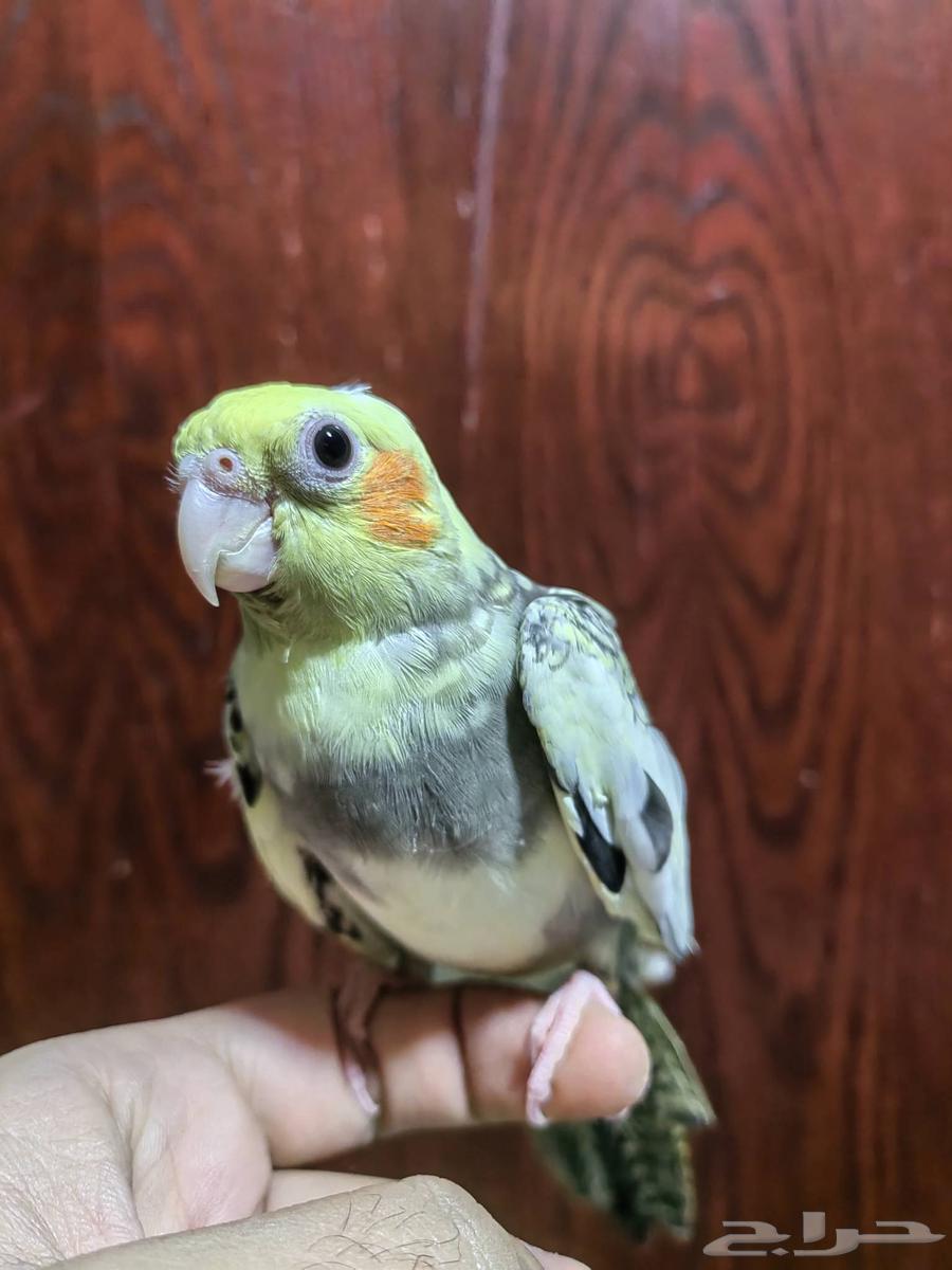 Crowned lovebird threatened butterfly with end of weaning64255392898305111