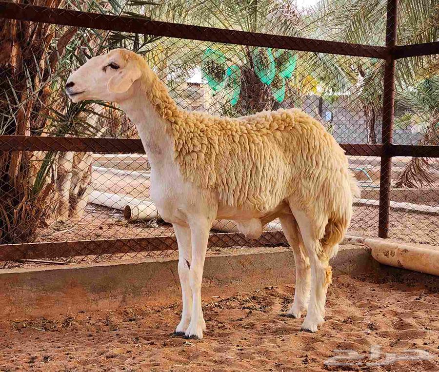 للبيع جذعه جبره وطيبه64251543883009110