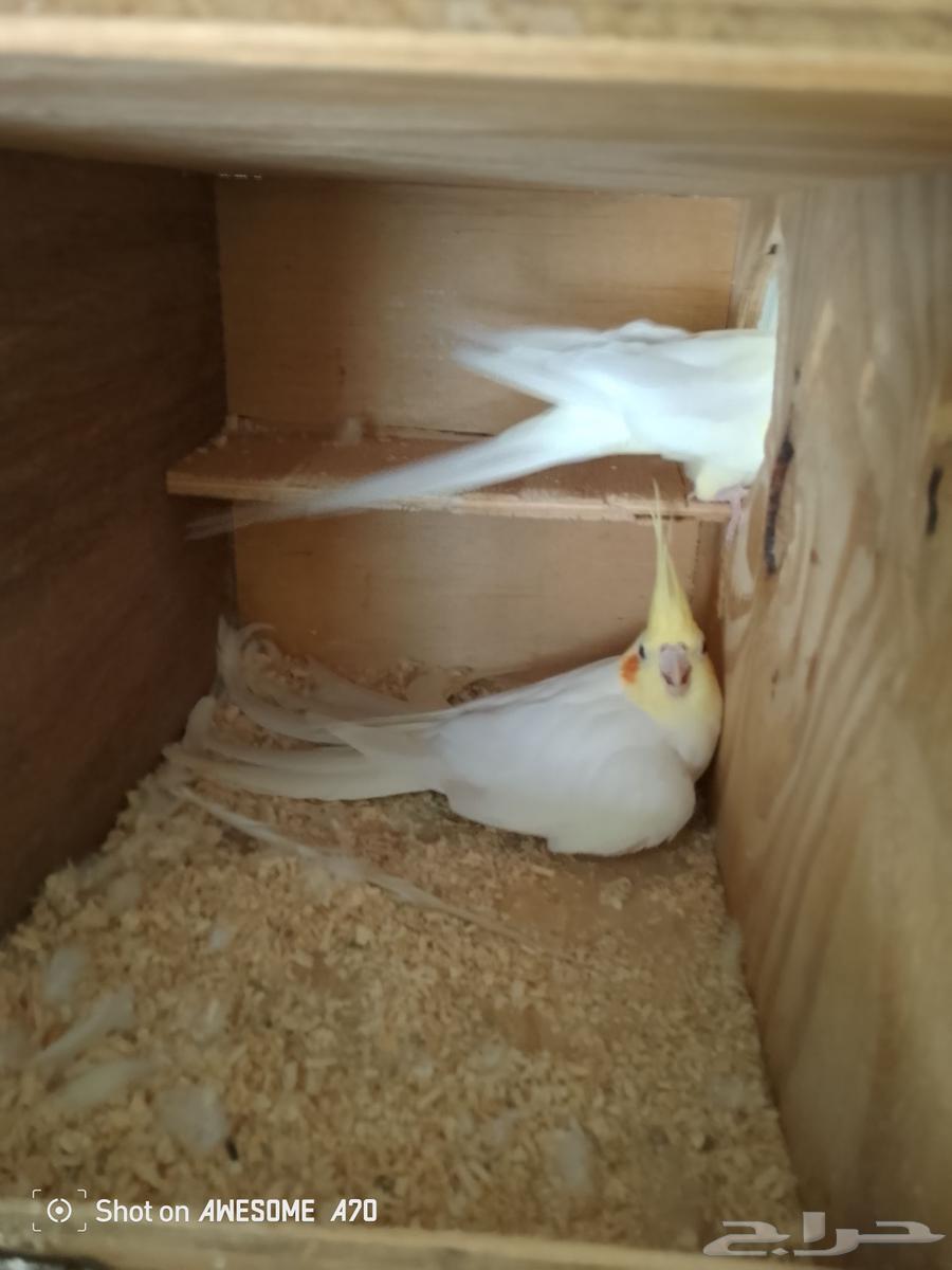 زوج كروان لاتينو64244433818753110