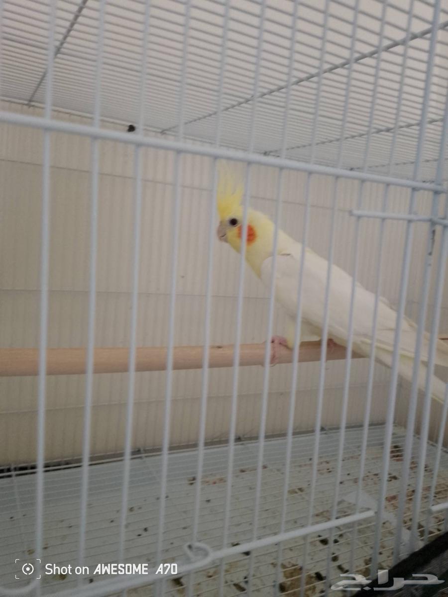 زوج كروان لاتينو64244433818753113