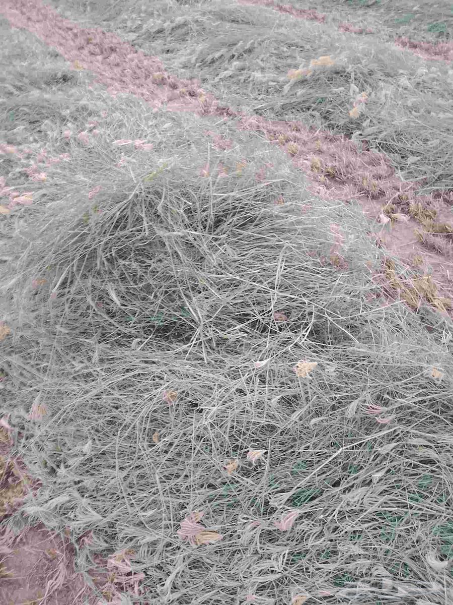 Hello and God's mercy and blessings, new Rhodes rolls delivered today64238371646594112