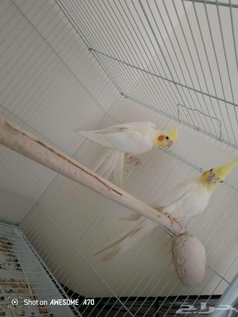 زوج كروان لاتينو64244433818753112