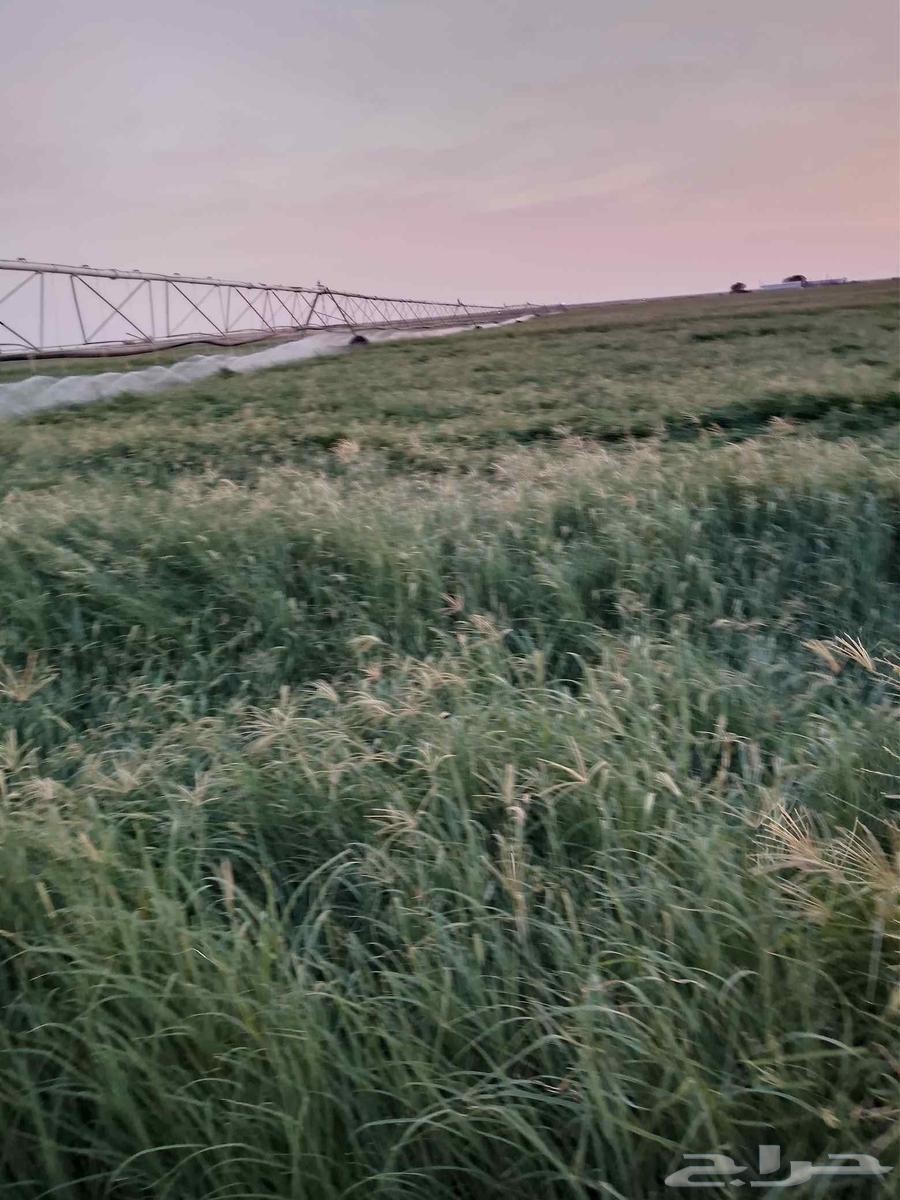 Hello and God's mercy and blessings, new Rhodes rolls delivered today64238371646594114