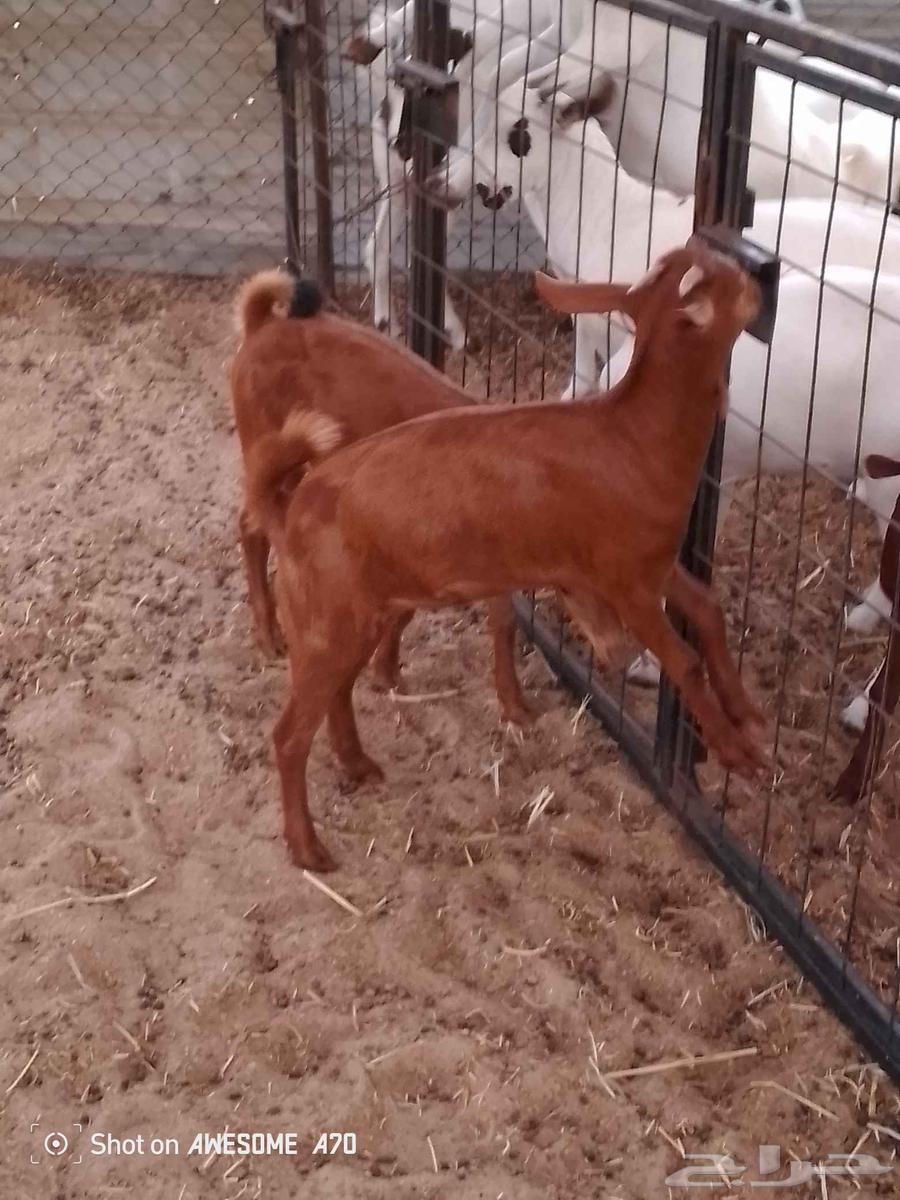 جفار محايليات للبيع الشعيبه جنوب جدة64254079244419110