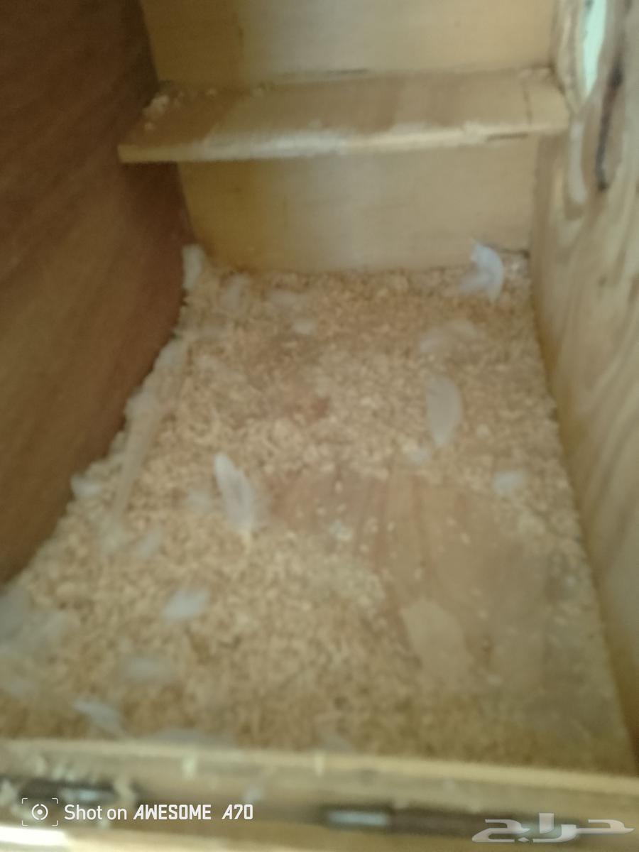 زوج كروان لاتينو64244433818753114