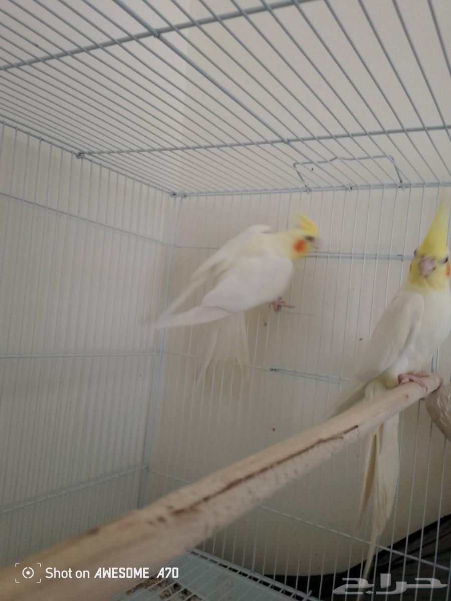 زوج كروان لاتينو64244433818753111