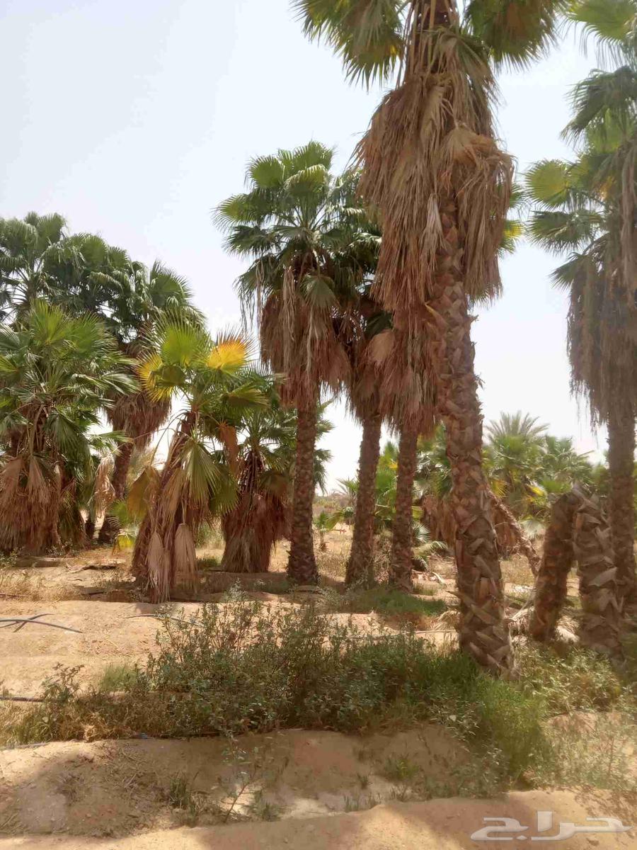 يوجد لدينا واشنطني جميع المقاسات64241081761283113