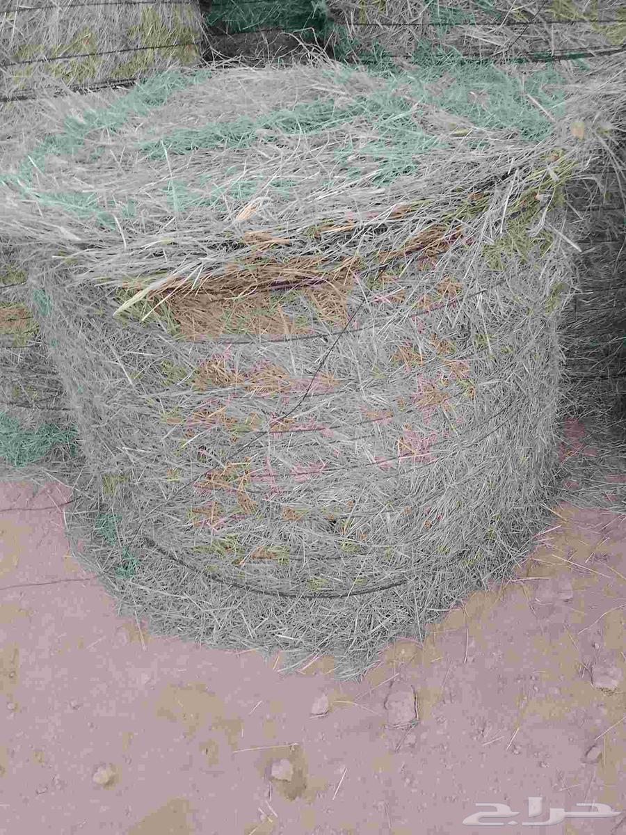 Hello and God's mercy and blessings, new Rhodes rolls delivered today64238371646594110