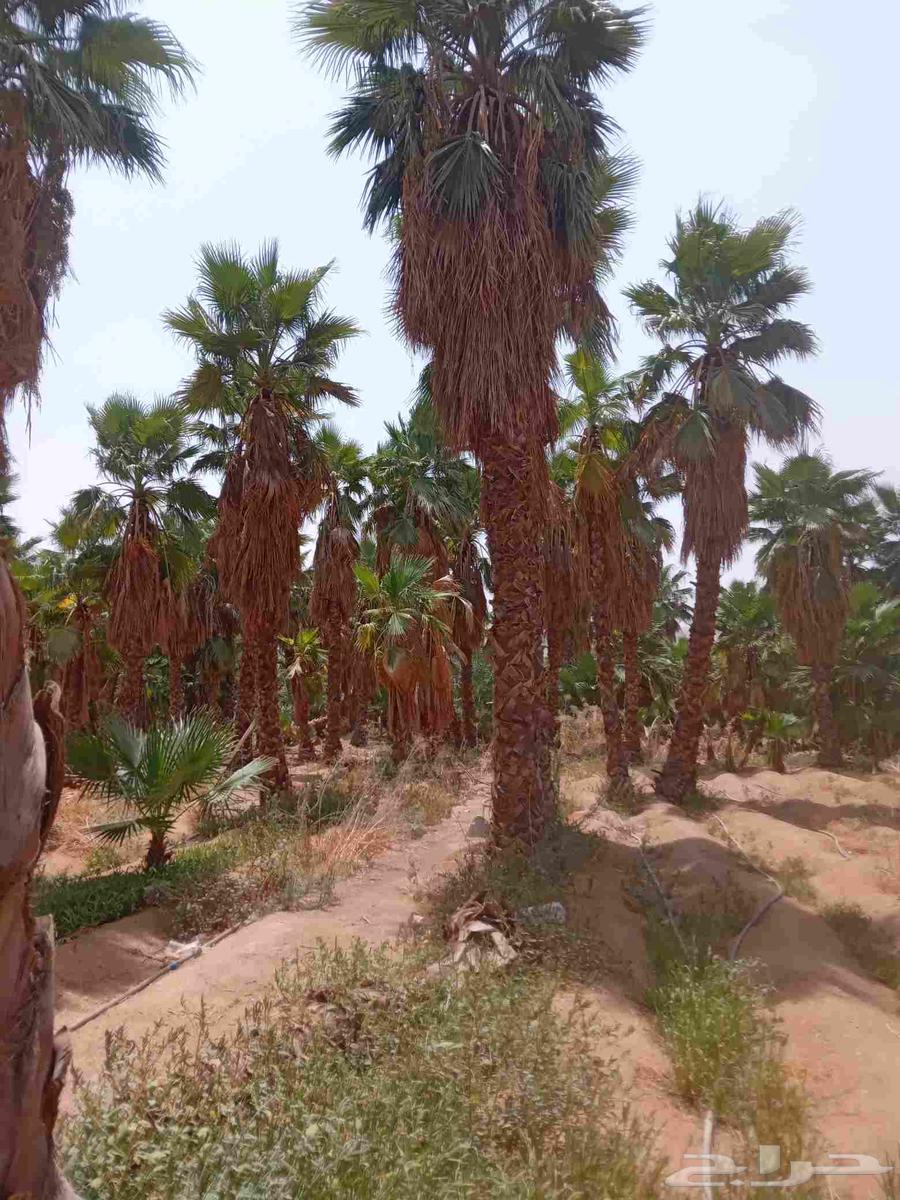 يوجد لدينا واشنطني جميع المقاسات64241081761283112