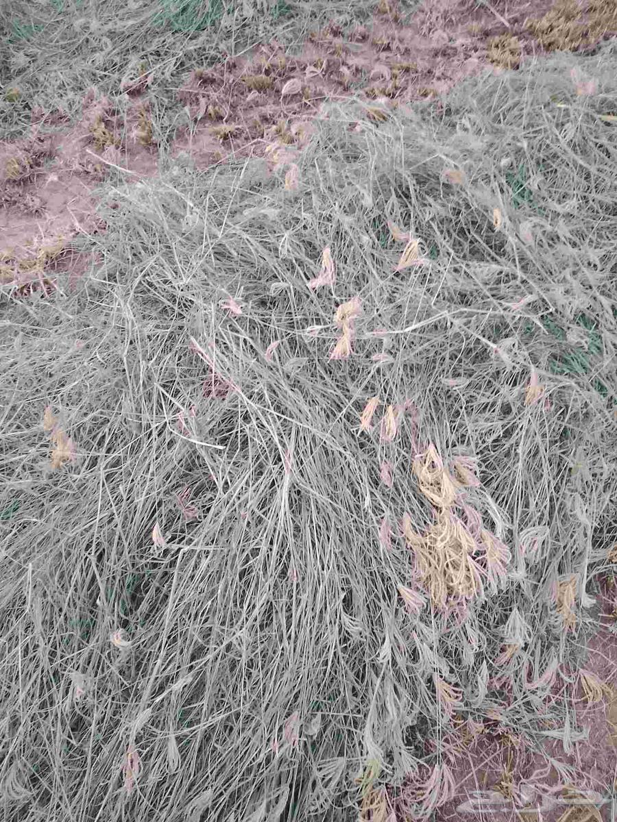 Hello and God's mercy and blessings, new Rhodes rolls delivered today64238371646594111