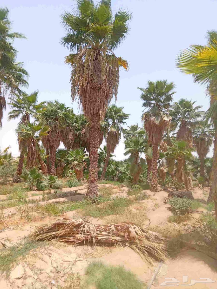 يوجد لدينا واشنطني جميع المقاسات64241081761283110