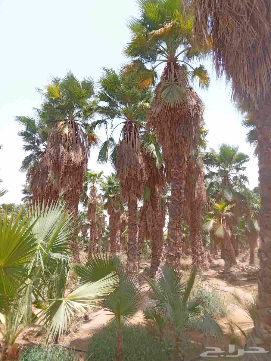 يوجد لدينا واشنطني جميع المقاسات64241081761283111