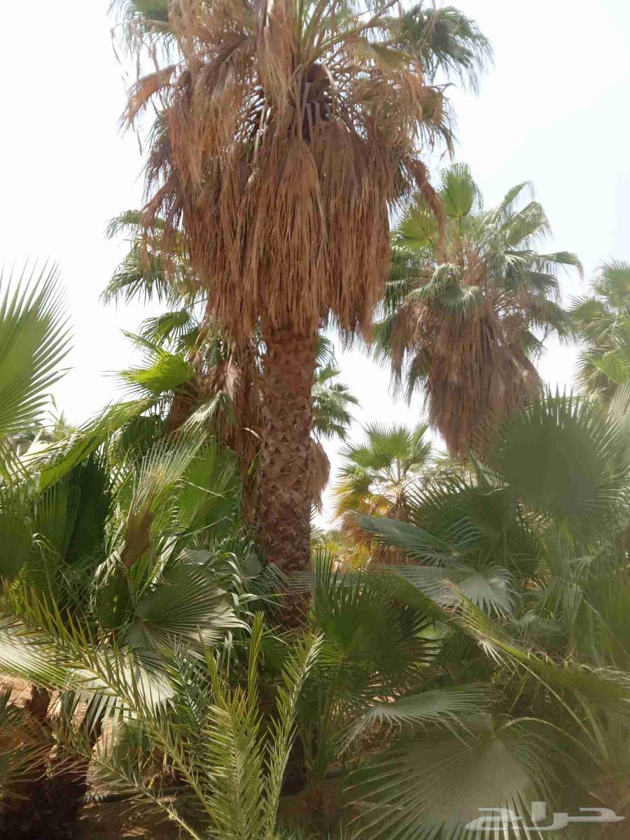 يوجد لدينا واشنطني جميع المقاسات64241081761283114