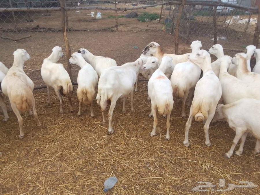 يوجد لدينا ضان رفيديات للبيع العدد 100راس منتجات كلها عيالها64252165424385113