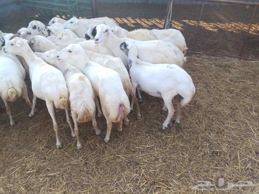 يوجد لدينا ضان رفيديات للبيع العدد 100راس منتجات كلها عيالها64252165424385110