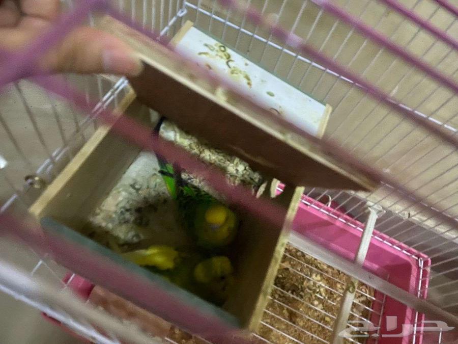 جوز طيور حب منتجين عندي64234806823427111