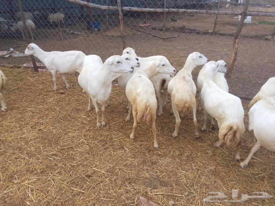 يوجد لدينا ضان رفيديات للبيع العدد 100راس منتجات كلها عيالها64252165424385112