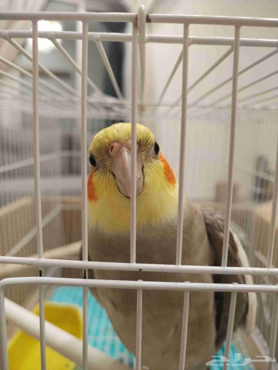 طير كروان عمره سنتين يغني و اليف64241934254467110