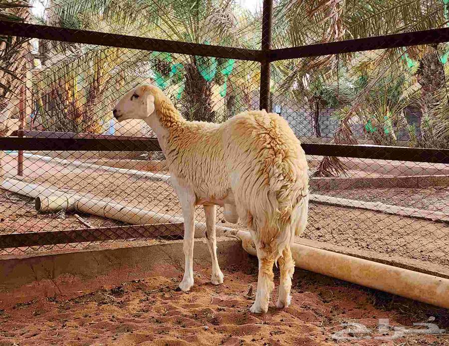 للبيع جذعه جبره وطيبه64251543883009112