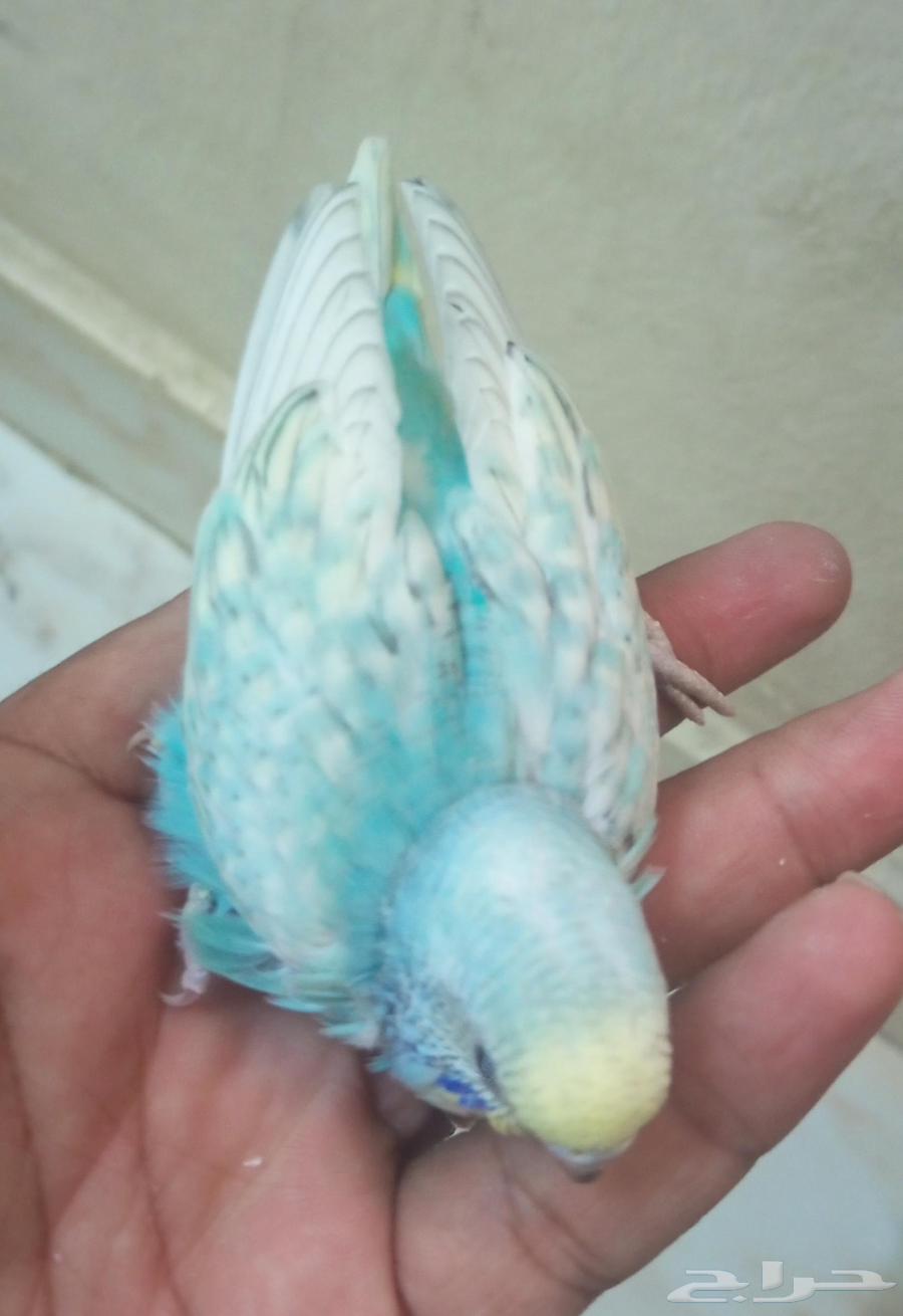 للبيع خمسه فروخ بادجي 200ريال جميع64246299966977111