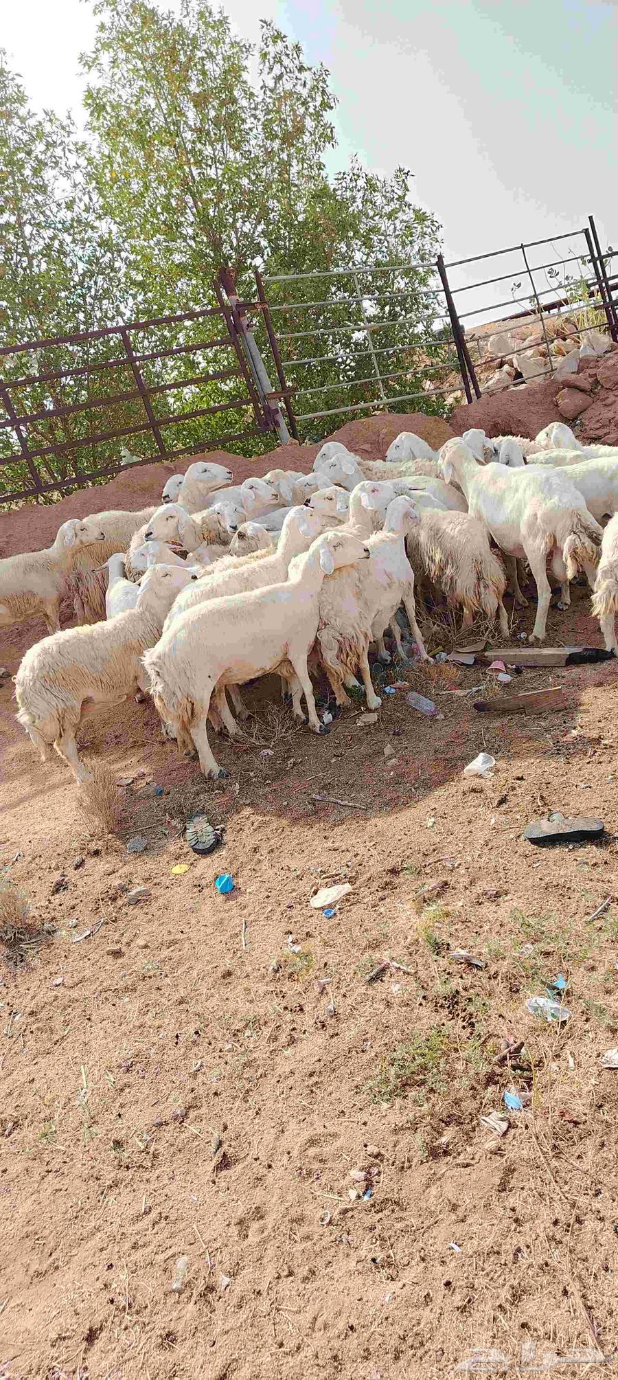 In the name of Allah64410723372417111