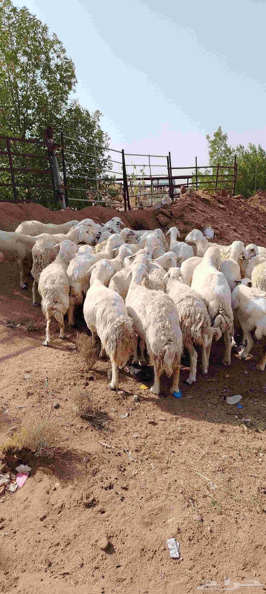 In the name of Allah64410723372417113