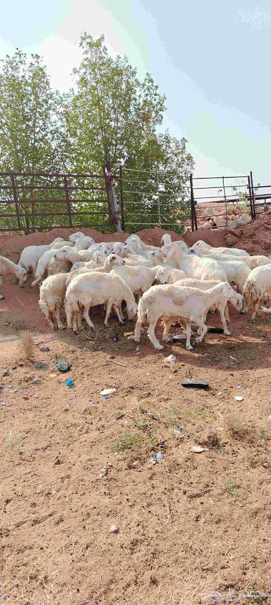 In the name of Allah64410723372417114