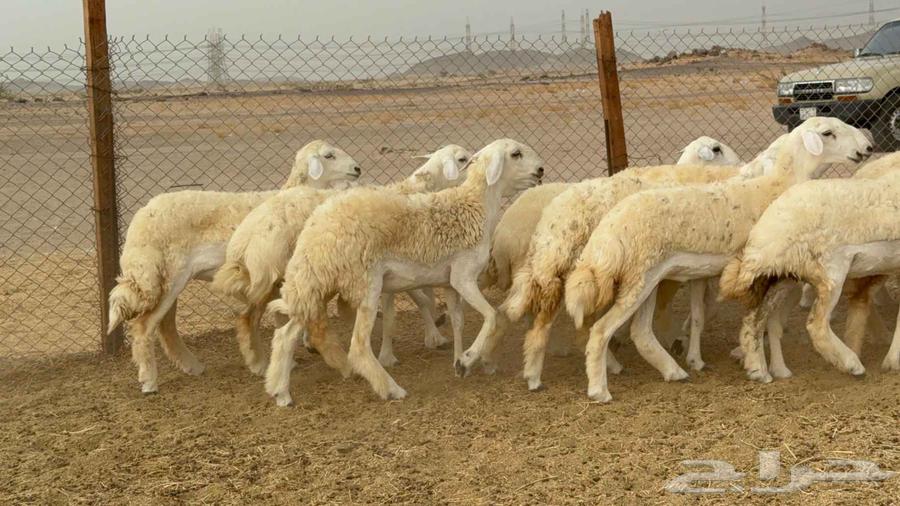 غنم حريات رخال64251394055809111