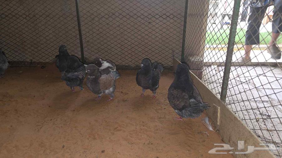 كنوق مداين للبيع64251242611202114