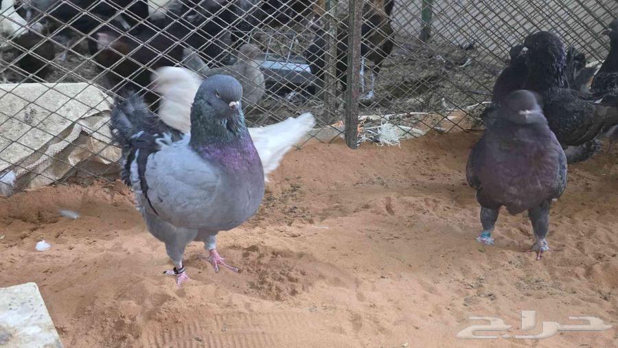 كنوق مداين للبيع64251242611202110